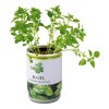 Herbes aromatiques dans boîte métal Basil
