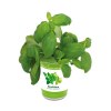 Boîte d'épices Easy planting